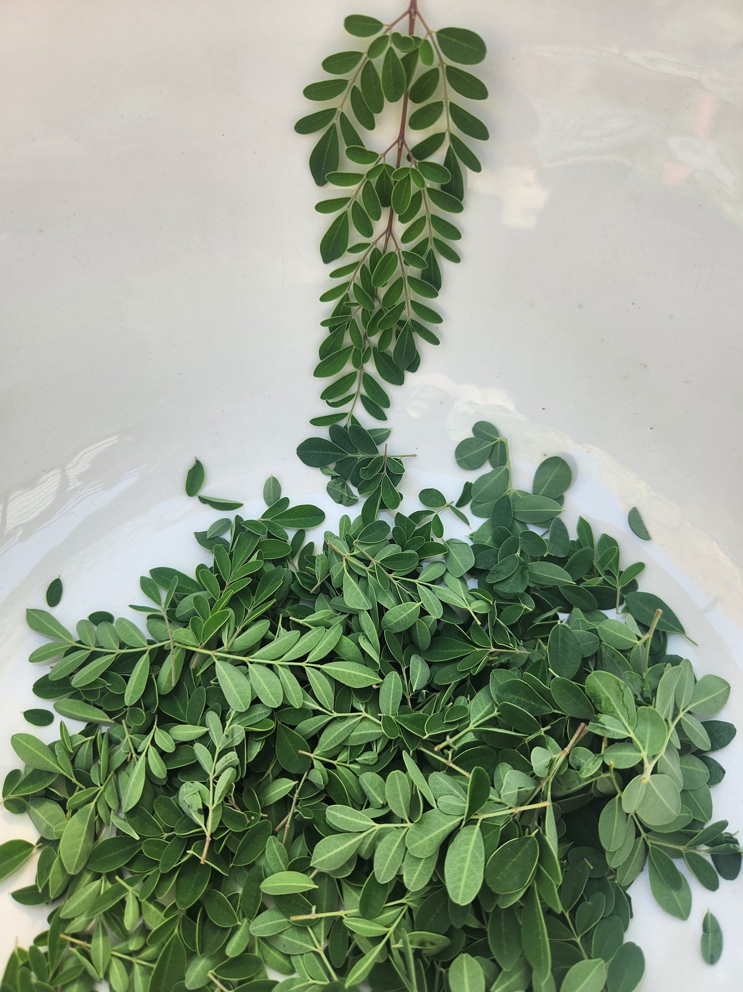 SuperFood Green -- Bright and Energizing