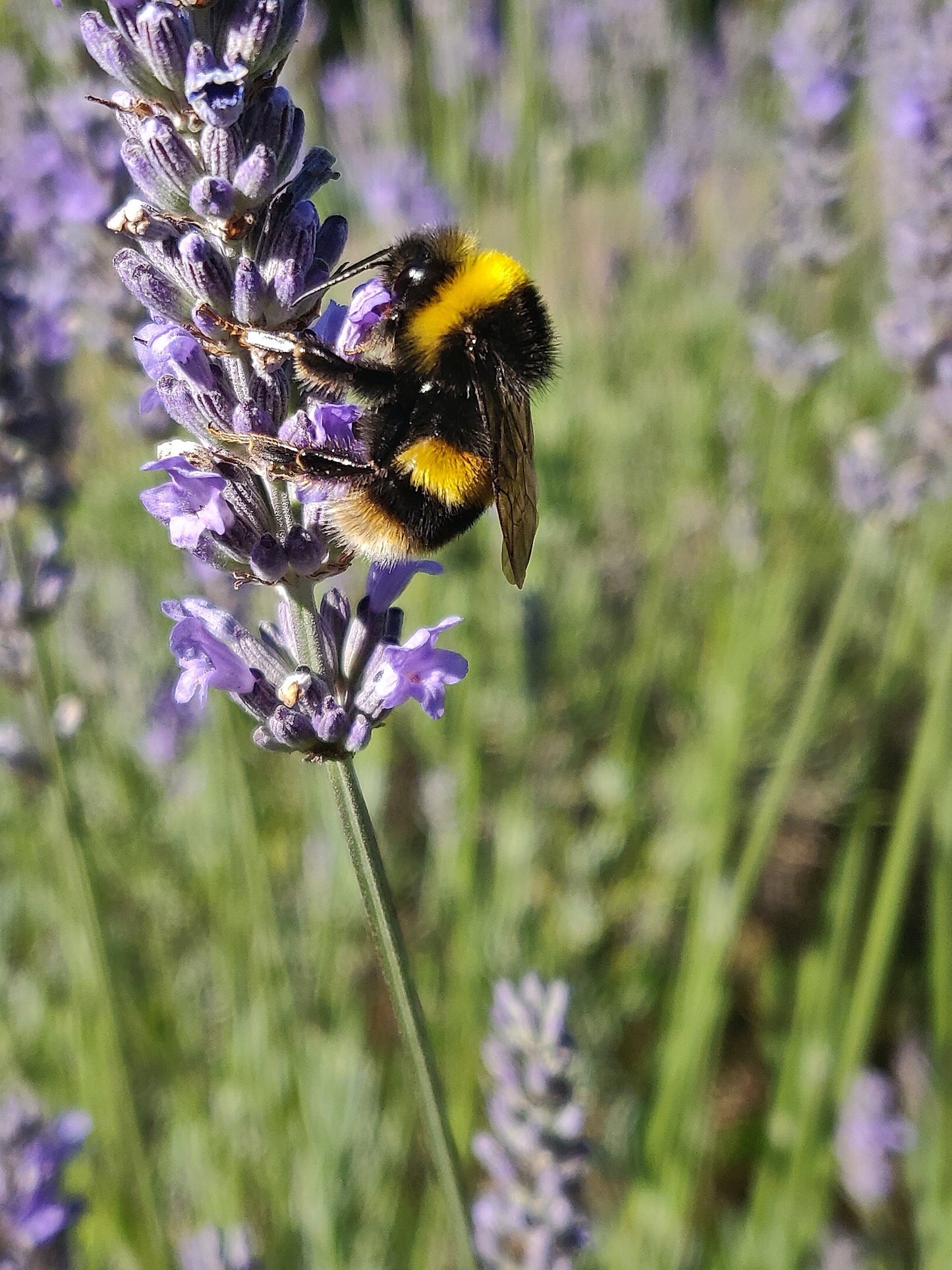 Summer Skin Soother - Insect Bite Spot Treatment
