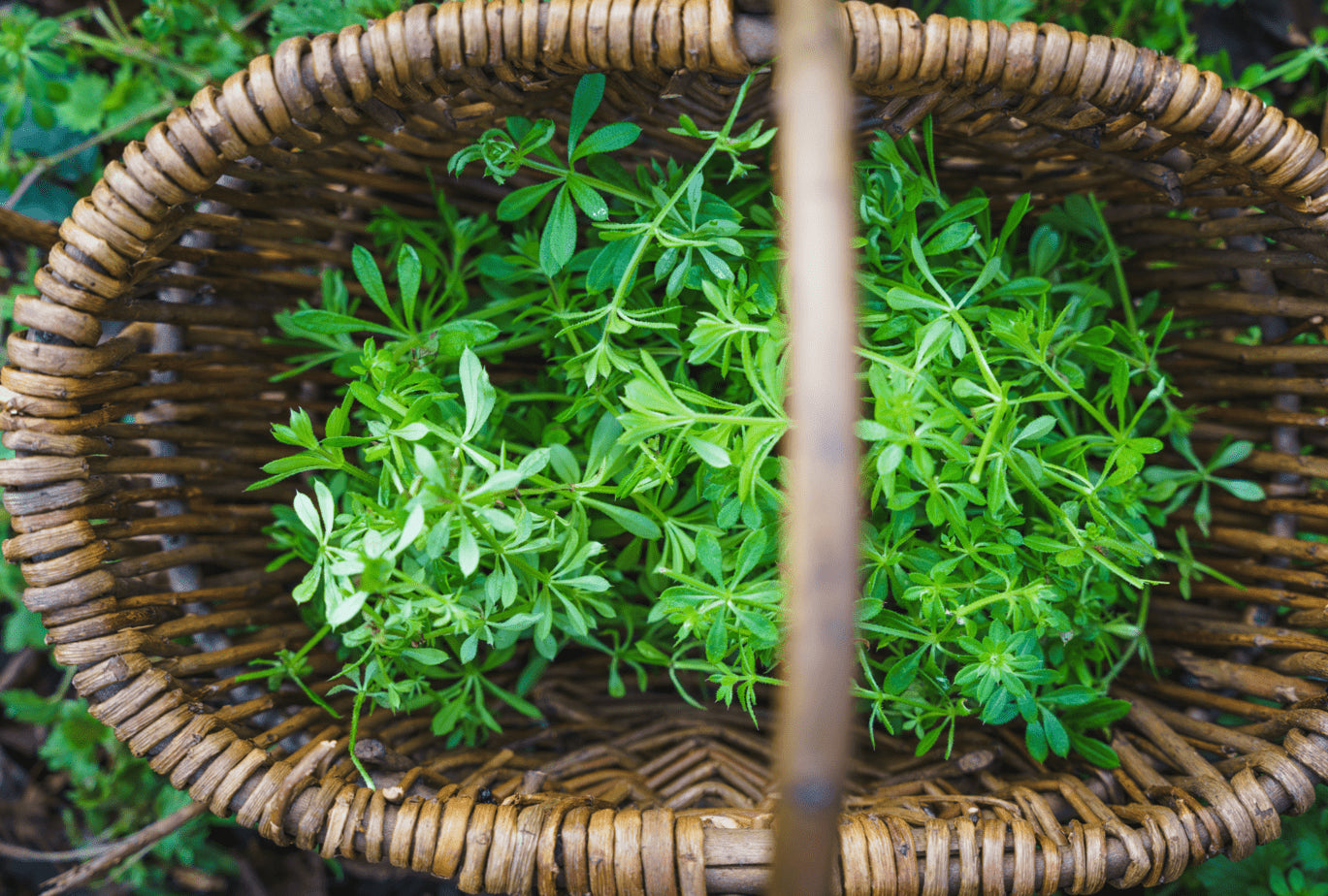 SuperFood Green -- Bright and Energizing