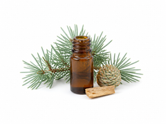 Atlas Cedar Essential Oil