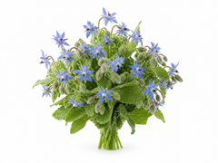 Borage