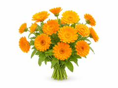 Calendula