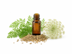Carrot Seed Essential Oil