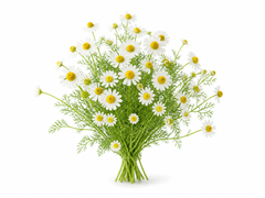 Chamomile