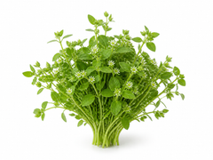 Chickweed