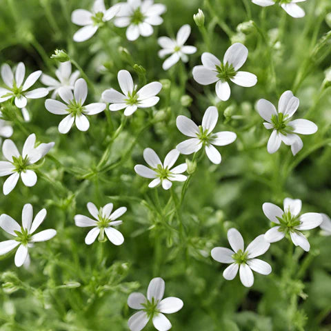 SuperFood Green -- Bright and Energizing