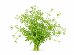 Cleavers