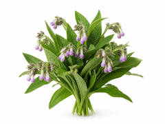 Comfrey