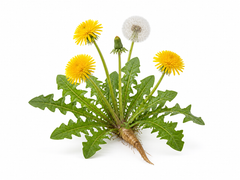 Dandelion