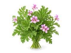 Geranium