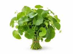 Gotu Kola