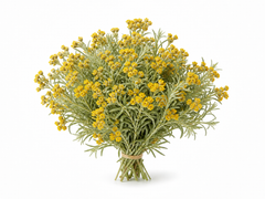 Helichrysum
