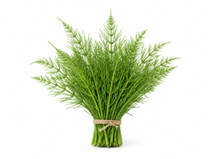 Horsetail