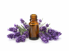 Lavender Essential Oil