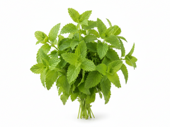 Lemon Balm
