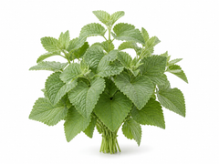 Marshmallow Leaf