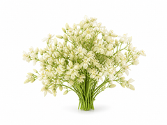 Moringa Flower