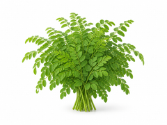 Moringa Leaf