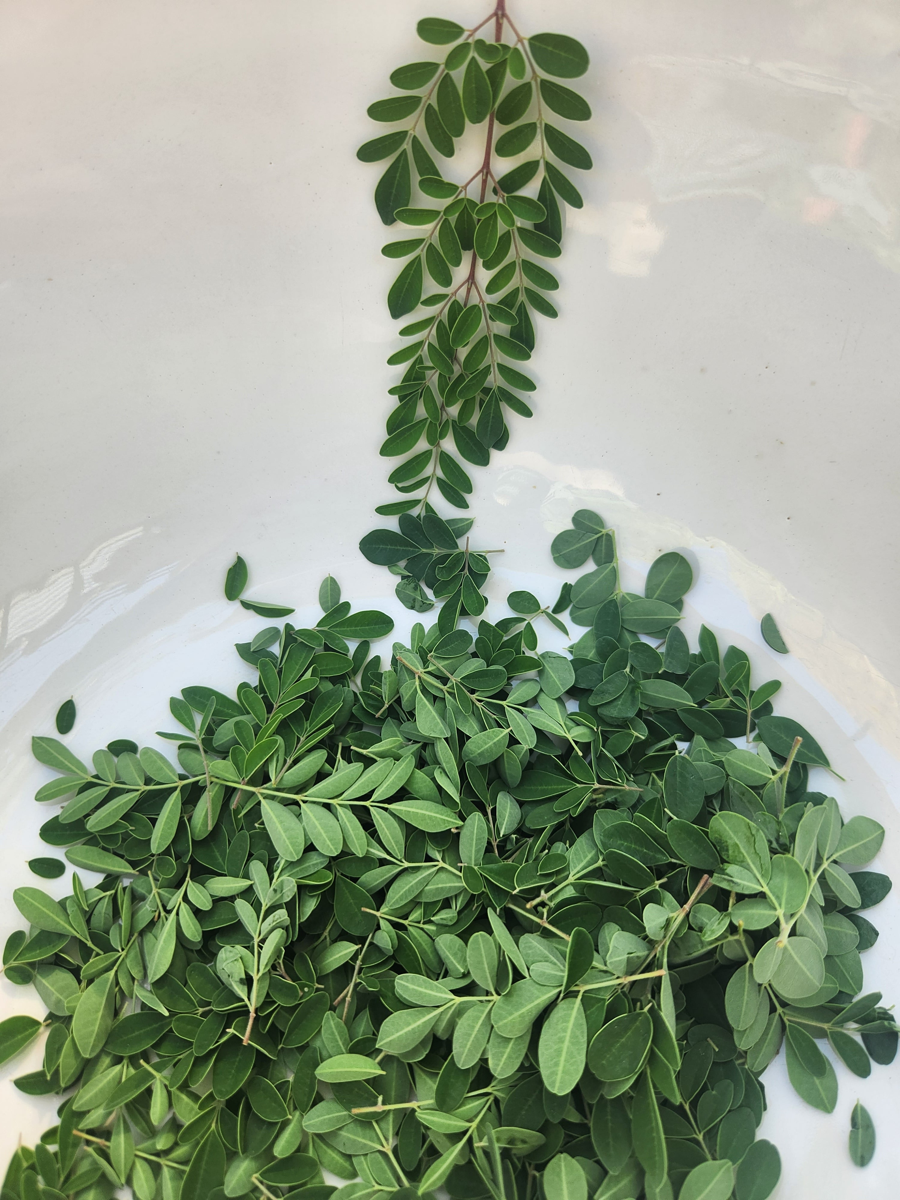 SuperFood Green -- Bright and Energizing