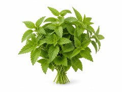 Nettle
