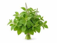Patchouli