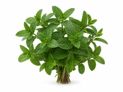 Peppermint