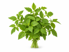 Raspberry Leaf
