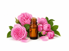 Rose Essential Oil