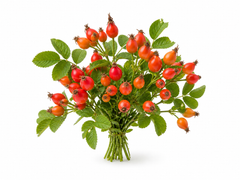 Rose Hip