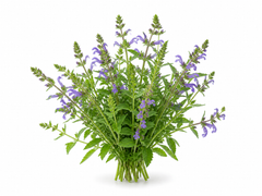 Skullcap