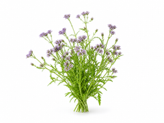 Vervain